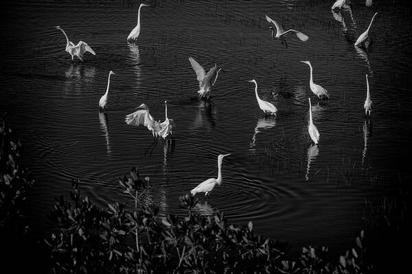 Flock Of Egrets Feeding In Marsh Poster featuring the photograph Feeding time by Dan Friend