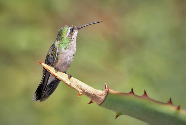 Hummingbirds Poster featuring the photograph Female Broad Billed Hummingbird by Elaine Malott