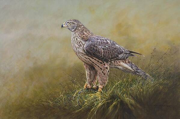 Goshawk Poster featuring the painting Female Goshawk Paintings by Alan M Hunt