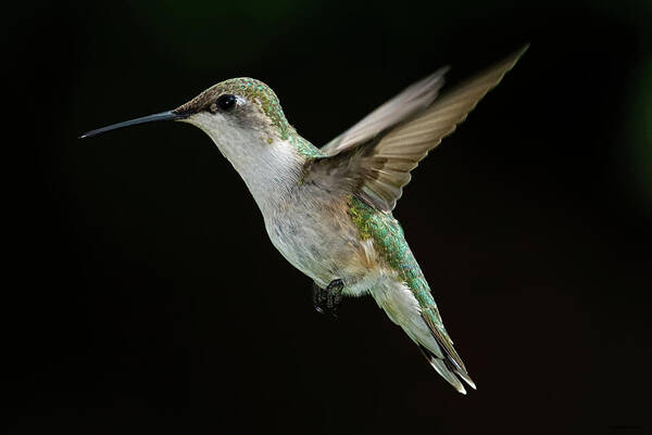 Animal Themes Poster featuring the photograph Female Hummingbird by Dansphotoart On Flickr