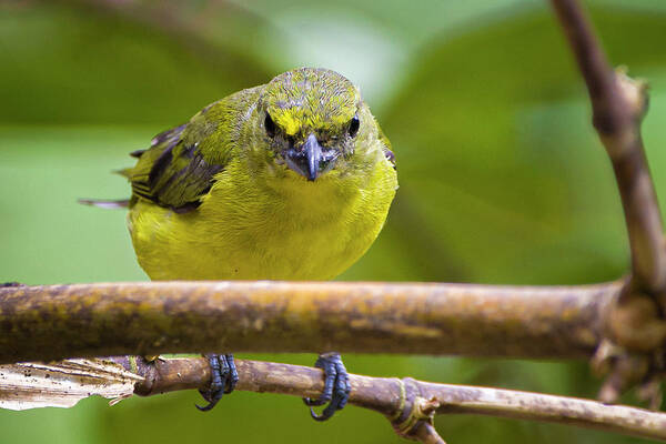 Colombia Poster featuring the photograph Female Thick Billed Euphonia Fincas Verdes San Antonio Tolima Co by Adam Rainoff