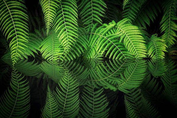 Fern Poster featuring the photograph Fern Reflection by Takeshi Mitamura
