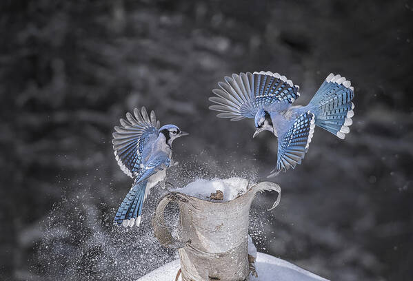 Blue Jay Poster featuring the photograph Fighting For Territory by Larry Deng