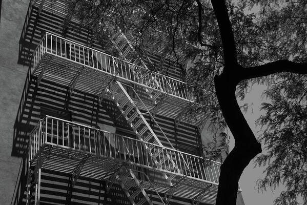 Tree Poster featuring the photograph Fire escape and tree #2 by Alan Goldberg