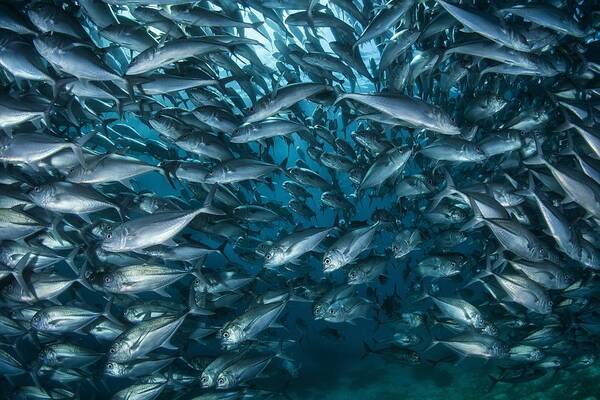 Fish Poster featuring the photograph Fish-wall by Andrey Narchuk