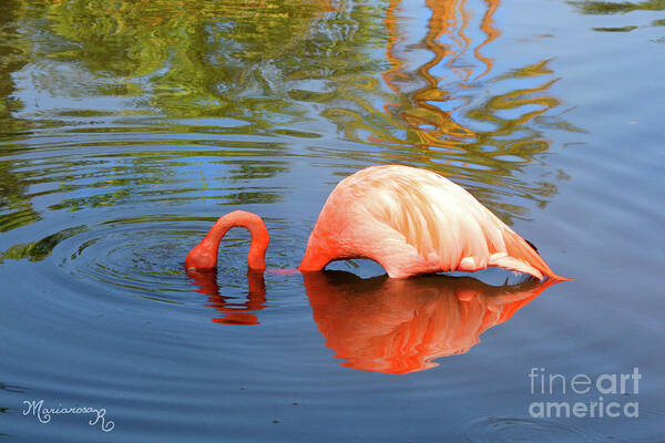 Nature Poster featuring the photograph Flamingo Curves by Mariarosa Rockefeller