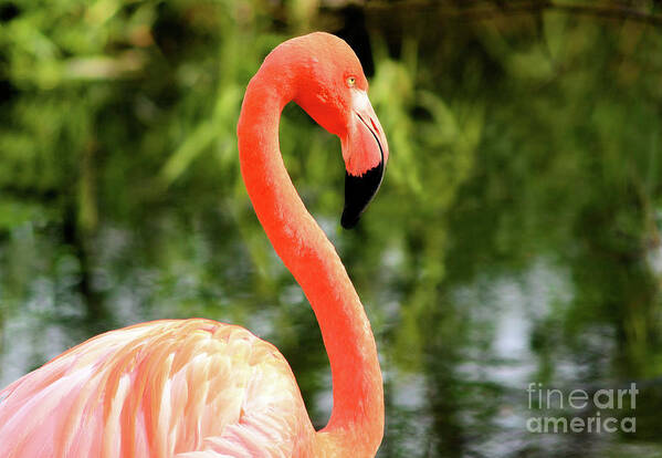Animals Poster featuring the photograph Flamingo by Elaine Manley