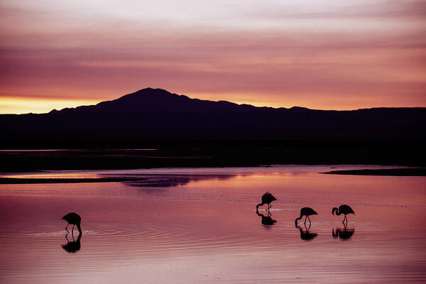 Adventure Poster featuring the photograph Flamingos at Laguna Chaxa in Atacama Desert, Chile. by Kamran Ali