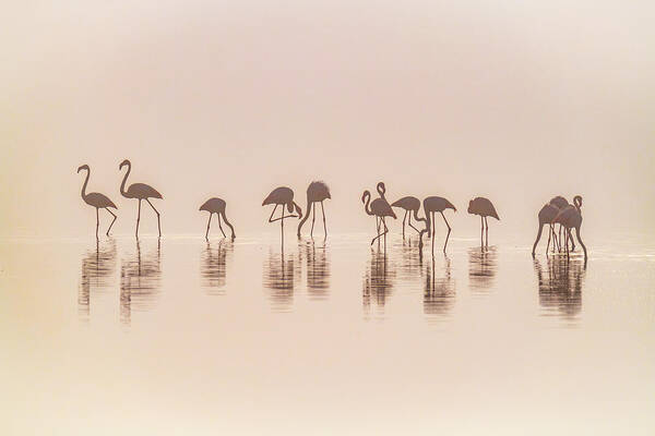 Flamingo Poster featuring the photograph Flamingos In The Mist by Jeffrey C. Sink