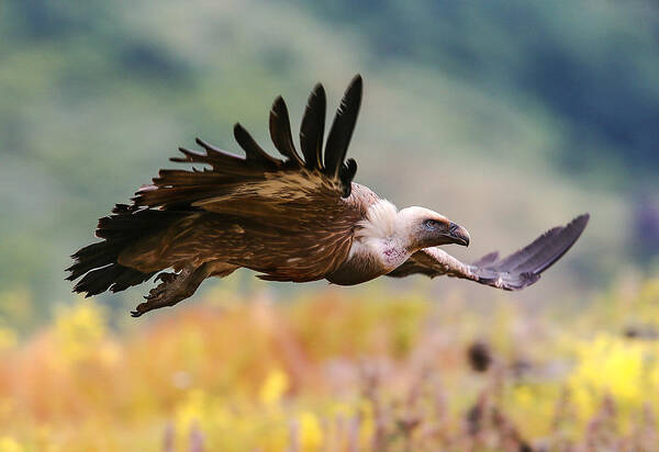 Vulture Poster featuring the photograph Flight by Zhecho Planinski / ???? ????????? /