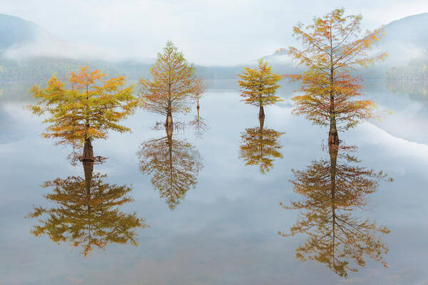 Carolina Poster featuring the photograph Floating Into Fall by Debra and Dave Vanderlaan