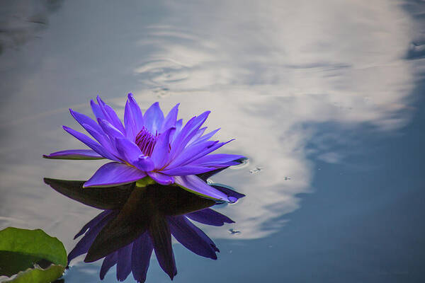 Floral Poster featuring the photograph Floating on a Cloud by John Rivera