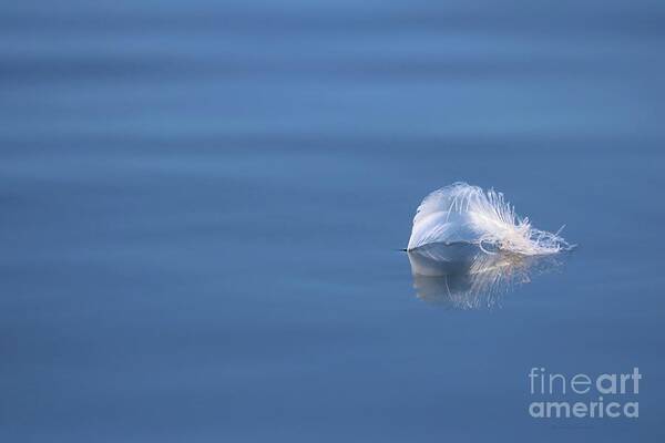 Minimalism Poster featuring the photograph Floating White Delicate Feather by Sandra Huston