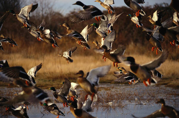 Taking Off Poster featuring the photograph Flock Of Mallard Ducks Anas by Art Wolfe