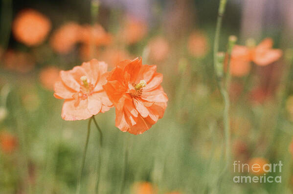 Flowers Poster featuring the photograph Flower Buddies by Ana V Ramirez