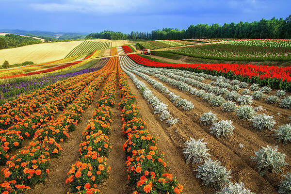Hokkaido Poster featuring the photograph Flower Fields In Biei During Summer by Agustin Rafael C. Reyes