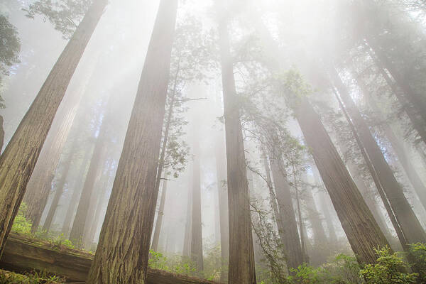 Redwoods Fog Poster featuring the photograph Fog in the redwoods by Kunal Mehra