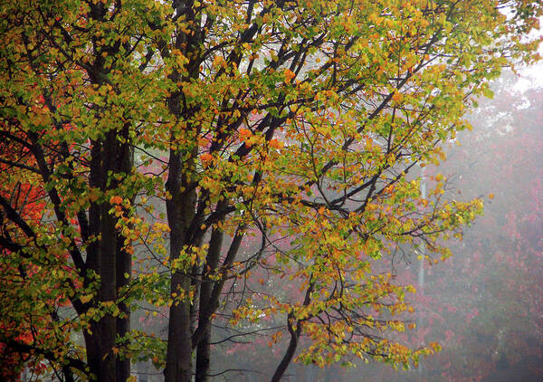 Foggy Poster featuring the photograph Foggy Autumn Morning by Jaeda DeWalt