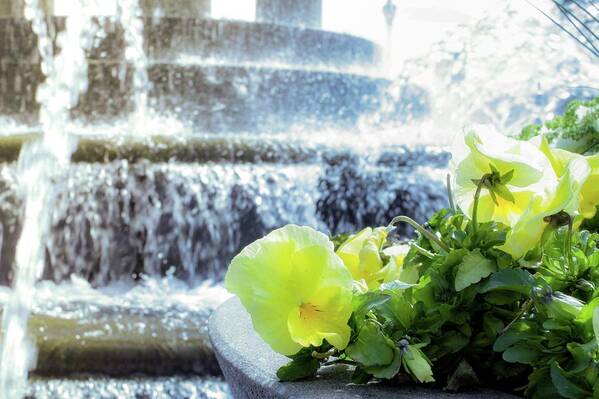 Floral Poster featuring the photograph Fountain Bloom by Michelle Anderson