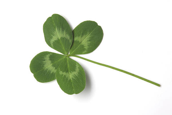 Good Luck Charm Poster featuring the photograph Four-leaf Clover, A Sign Of Luck by Vincenzo Lombardo