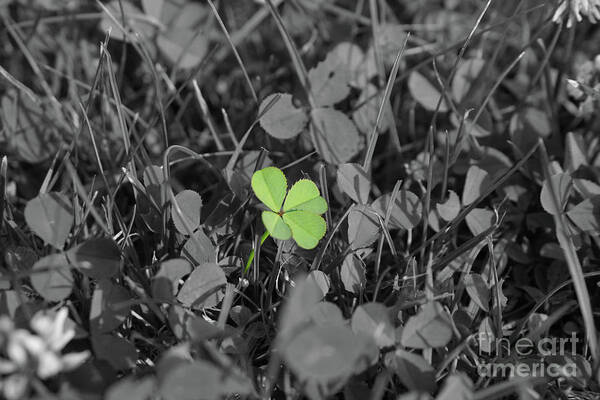 Good Luck Charm Poster featuring the photograph Four-leaved Clover by Tobias k