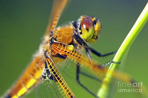Four-spotted Chaser Dragonfly Poster featuring the photograph Four Spotted Chaser by Sharon Talson