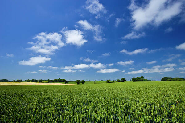 Environmental Conservation Poster featuring the photograph Fresh Air. Blue Skies Over Green Wheat by Alvinburrows