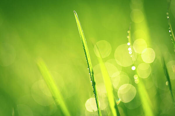 Grass Poster featuring the photograph Fresh Spring Grass With Water Drops by Jasmina007