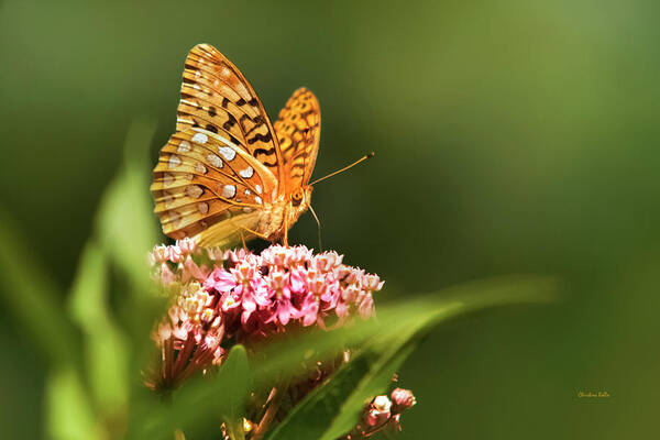 Butterfly Poster featuring the photograph Fritillary butterfly On Pink Milkweed Flower by Christina Rollo