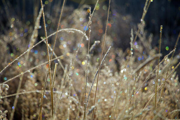 Frost Poster featuring the photograph Frosty Meadow Grass 2 by Randy Robbins