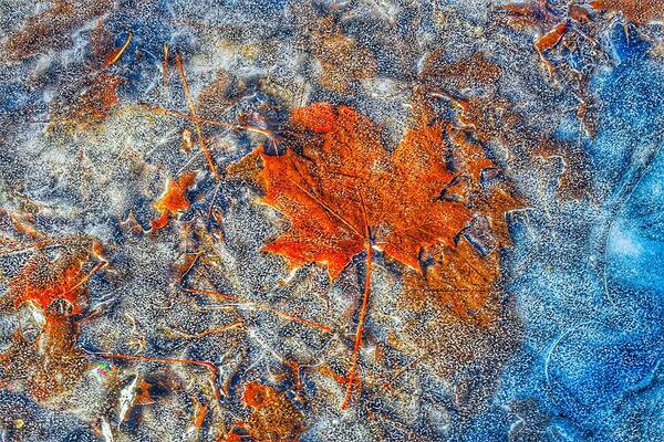 Frozen Poster featuring the photograph Frozen leaf in a puddle by Monika Salvan