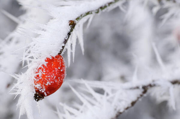 Snow Poster featuring the photograph Frozen Red Berries by Mac99