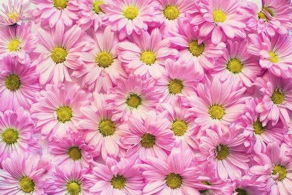 Flowers Poster featuring the photograph Full of pink flowers by Top Wallpapers