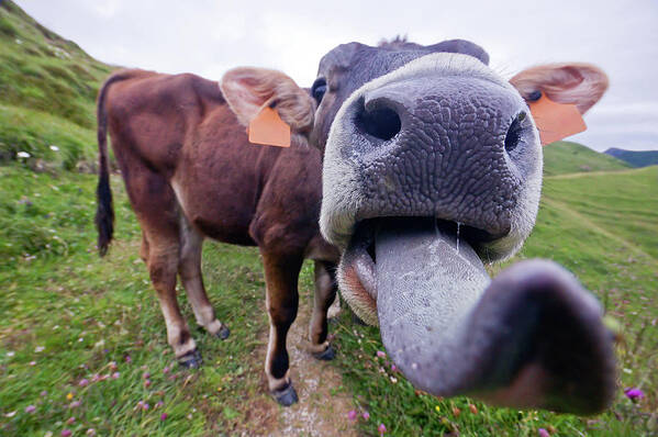 Grass Poster featuring the photograph Funny Cow Tongue by Tristan Savatier