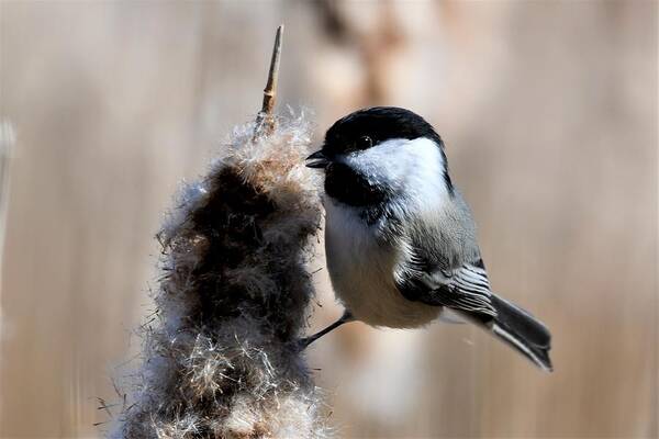 Chickadee Poster featuring the photograph Fuzzy Buddies by Sonja Jones