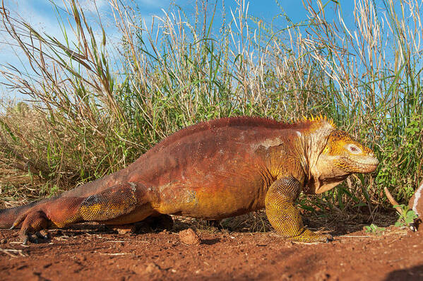 Animals Poster featuring the photograph Galapagos Land Iguana On The Move by Tui De Roy
