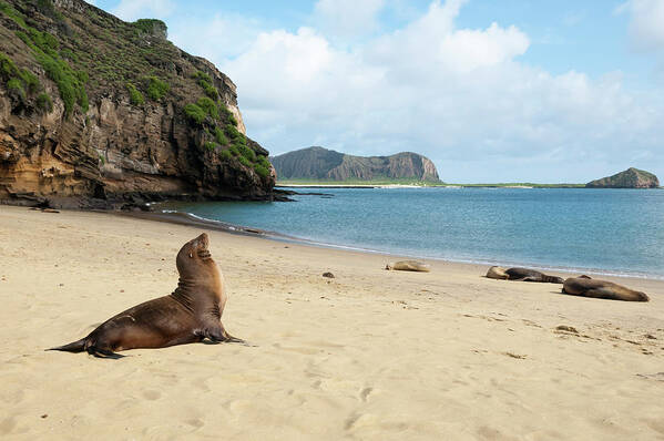 Animal In Habitat Poster featuring the photograph Galapagos Sea Lion At Punta Pitt by Tui De Roy