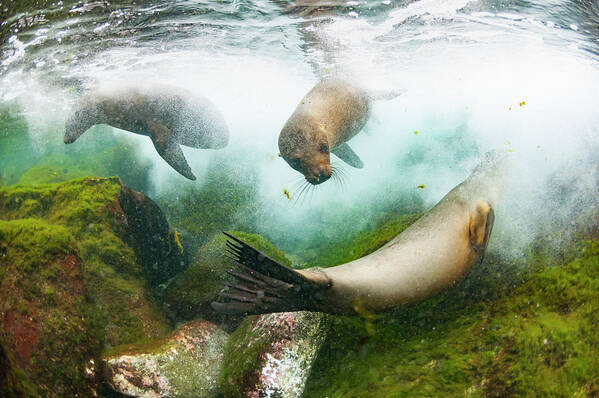 Animal Poster featuring the photograph Galapagos Sea Lions Playing Underwater by Tui De Roy