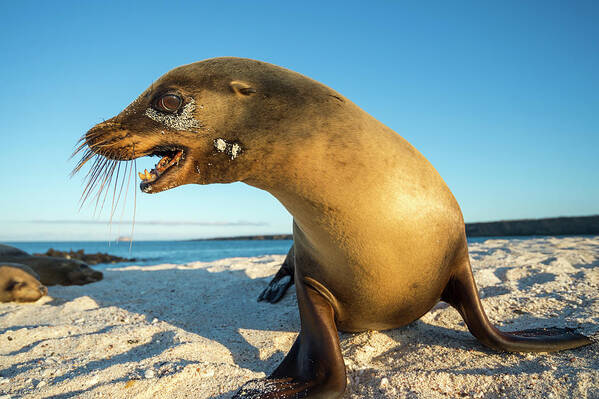 Animal In Habitat Poster featuring the photograph Galapgos Sea Lion On Moquera Island by Tui De Roy