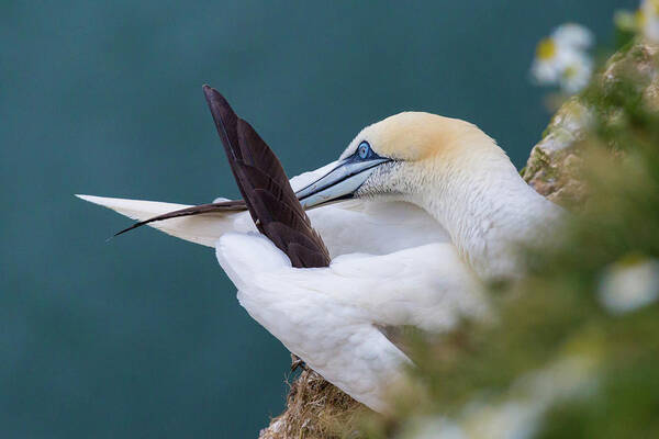 Wild Life Poster featuring the photograph Gannet preening at Bempton Cliffs by Anita Nicholson