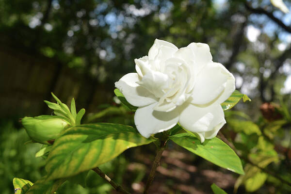 Gardenia Poster featuring the photograph Gardenia and Bud by Aimee L Maher ALM GALLERY