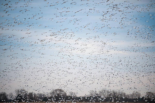 Annapolis Poster featuring the photograph Geese in the Flyway by Mark Duehmig