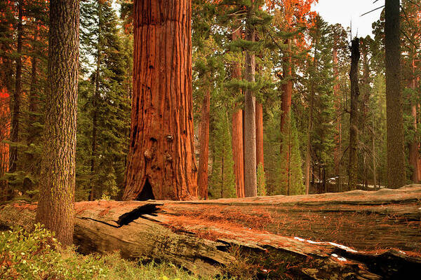 Sequoia Tree Poster featuring the photograph General Grant Grove Trees by Pgiam