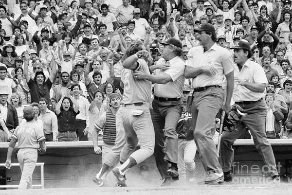 1980-1989 Poster featuring the photograph George Brett Arguing With Umpires by Bettmann