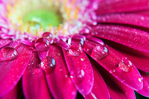 Petal Poster featuring the photograph Gerbera Rain Droplets by Michelle Mcmahon