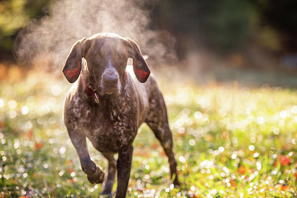 Dog Poster featuring the photograph German Shorthaired Pointer Hunting With Steam Rising On Cold Morning by Cavan Images