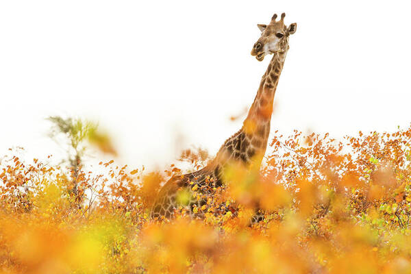 Sebastian Kennerknecht Poster featuring the photograph Giraffe In Mopane Woodland by Sebastian Kennerknecht