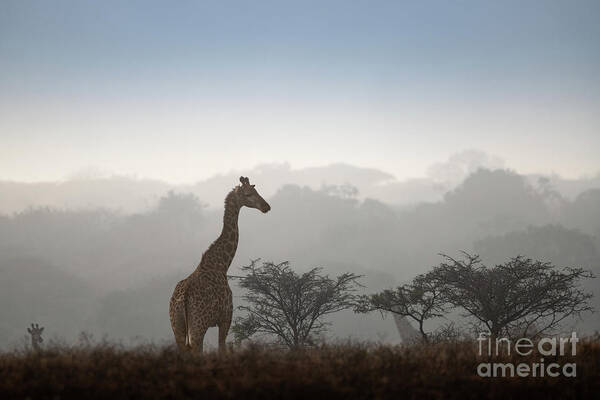Giraffe Poster featuring the photograph Giraffe in the Mist by Jamie Pham