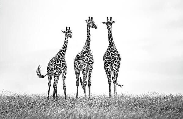 Africa Poster featuring the photograph Giraffes In The Mara Plains by Xavier Ortega