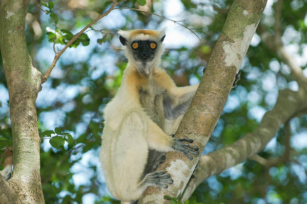 149228 Poster featuring the photograph Golden-crowned Sifaka Propithecus by Nhpa